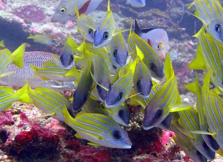 Picture 8 for Activity From Samui: Ko Tao and Koh Nang Yuan Speedboat Day Trip