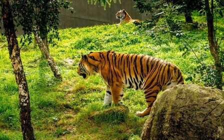 Dublin Zoo Skip-the-line Tickets and Private Transfers