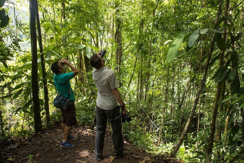 Tortuguero: Day walk in Tortuguero National Park (Jaguar)