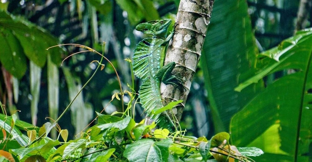 Picture 3 for Activity Tortuguero: Day walk in Tortuguero National Park