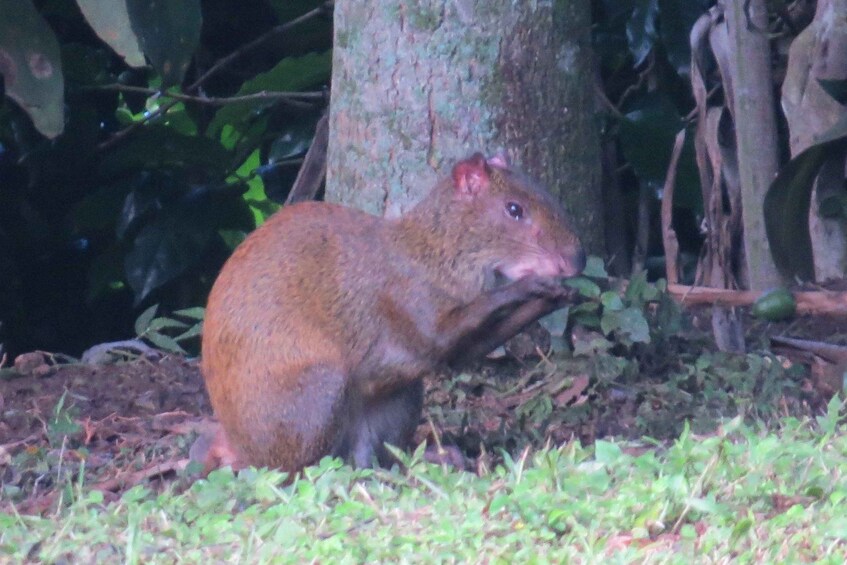 Picture 7 for Activity Tortuguero: Day walk in Tortuguero National Park