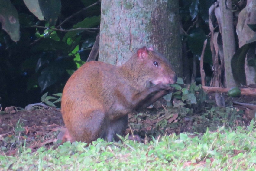 Picture 7 for Activity Tortuguero: Day walk in Tortuguero National Park (Jaguar)