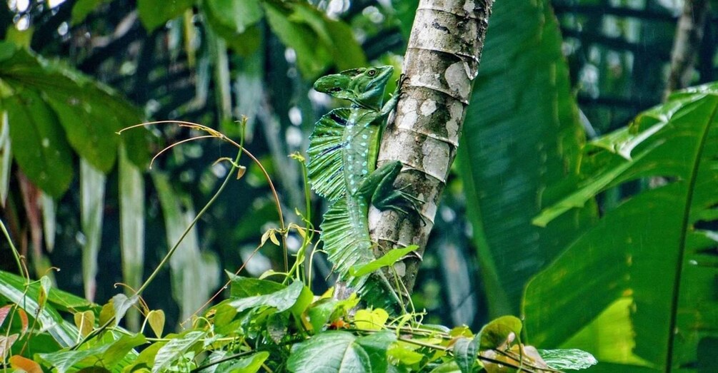 Picture 3 for Activity Tortuguero: Day walk in Tortuguero National Park (Jaguar)