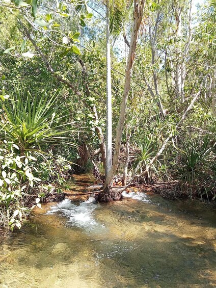 Picture 8 for Activity The best tour of Litchfield and crocodiles on the river