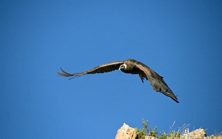 Picture 9 for Activity From Arequipa: Colca Canyon 2-Days Ending in Arequipa