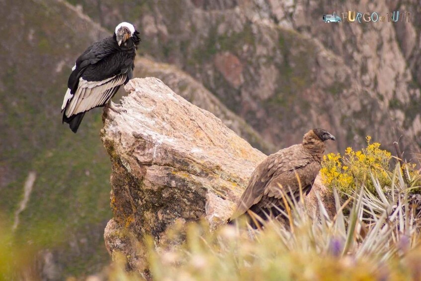 Picture 8 for Activity From Arequipa: Colca Canyon 2-Days Ending in Arequipa