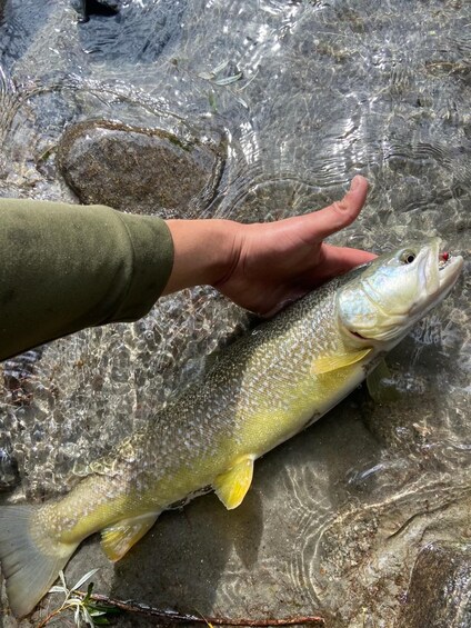 Picture 2 for Activity Fishing Guide Southtyrol-Trento: Pike, Perch, Trout