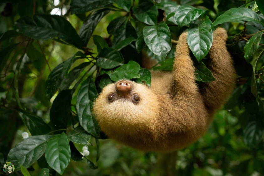 Picture 4 for Activity Uvita: Terraba Sierpe Wildlife Mangrove Kayak Tour CostaRica