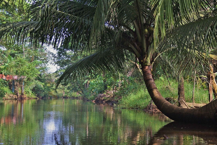 Picture 5 for Activity Uvita: Terraba Sierpe Wildlife Mangrove Kayak Tour CostaRica