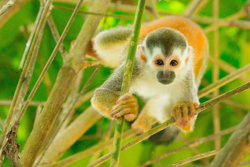 Uvita: Terraba Sierpe Wildlife Mangrove Kayak Tour CostaRica