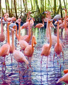 Cartagena: Excursión de un día Entrada al aviario y Playa blanca en autobús