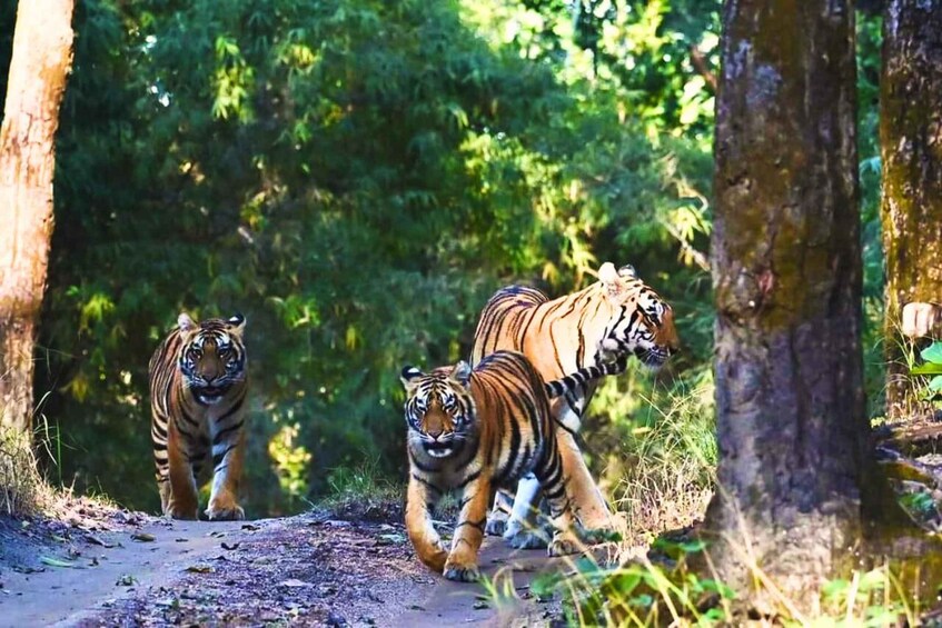 Ranthambore: Skip-the-Line Tiger Safari in Sharing Canter