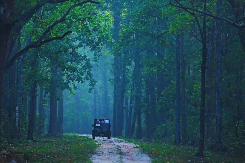 Picture 2 for Activity Ranthambore: Skip-the-Line Tiger Safari in Sharing Canter