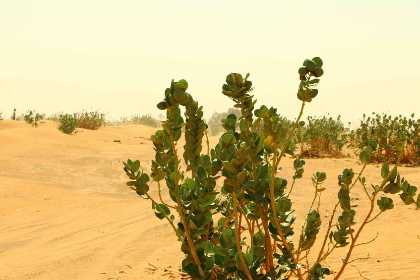 Picture 5 for Activity Private 2-Days Tour to Erg Chegaga with Guide from Zagora