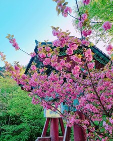 King Cherry Blossom at Gaesimsa & Munsusa and Suwon Hwaseong