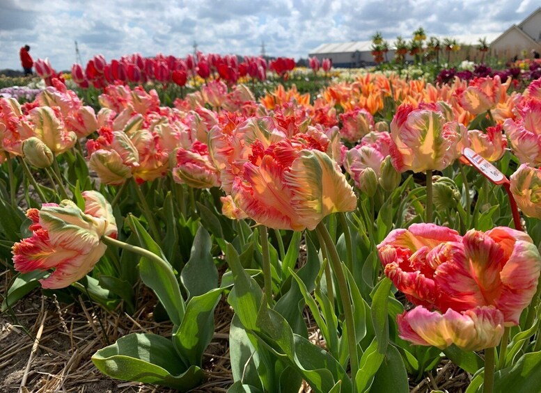 Picture 8 for Activity From Lisse: Flower Bike Tour Along Keukenhof Small Group