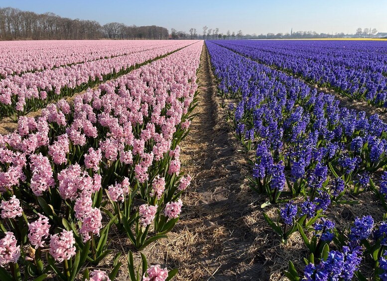 Picture 17 for Activity From Lisse: Flower Bike Tour Along Keukenhof Small Group