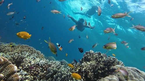 From Cebu City: Moalboal Pescador Snorkeling Tour + Lunch