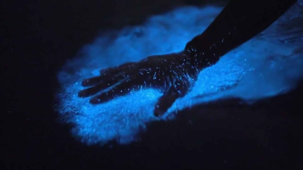 Picture 15 for Activity Orlando: Bioluminescence Kayak and Swim Adventure