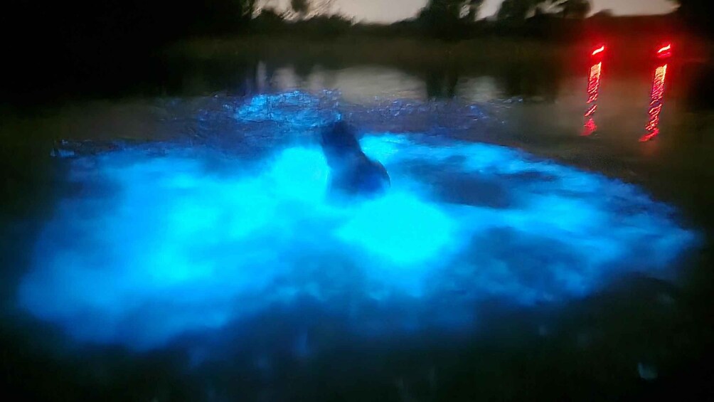 Picture 10 for Activity Orlando: Bioluminescence Kayak and Swim Adventure