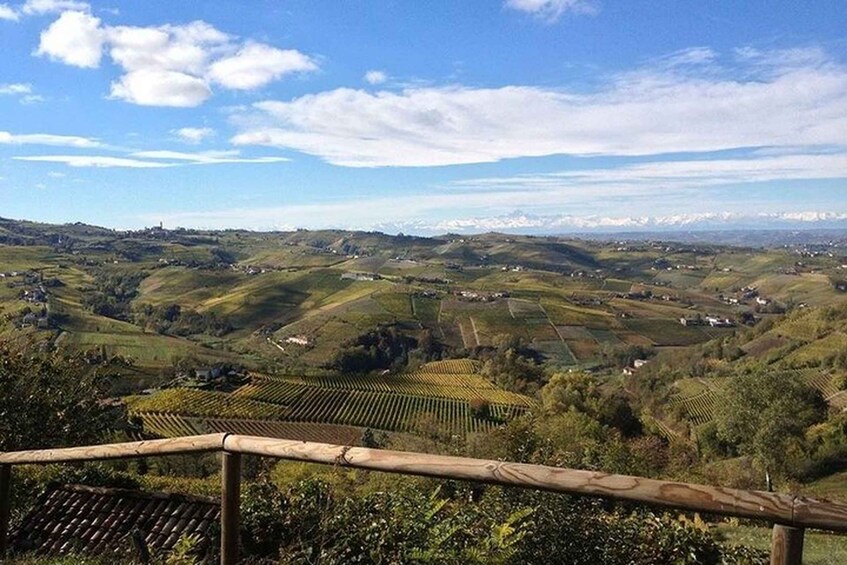 Picture 5 for Activity Langhe & Monferrato: Vineyard Tour and Wine Tasting