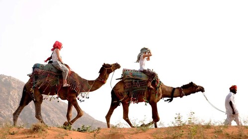 Pushkar Day Trip with Camel Safari From Jaipur By Car.
