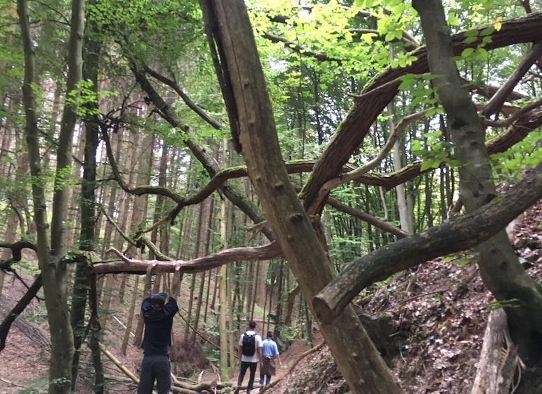 Picture 7 for Activity Psychedelic Hiking Trails in Sierra Norte’s Hidden Forests