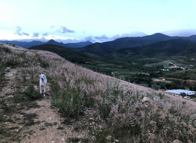 Psychedelic Hiking Trails in Sierra Norte’s Hidden Forests