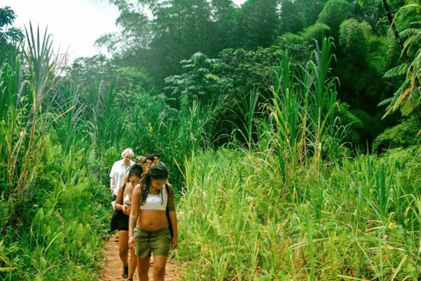 Picture 2 for Activity Vivid Day Tour in El Yunque Rain Forest with Transportation