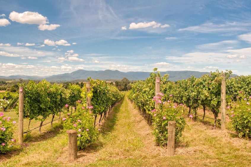 Picture 3 for Activity Sip and Savor: Private Yarra Valley Wine Tour from Melbourne
