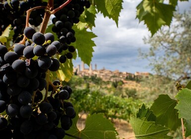 Montalcino: Historic Winery Tour with Two Wine Tastings