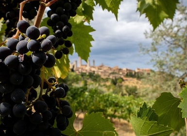 Montalcino: Historic Winery Tour with Two Wine Tastings