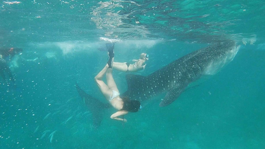 Picture 13 for Activity Oslob: Whaleshark Swimming, Tumalog Falls & Sumilon Island