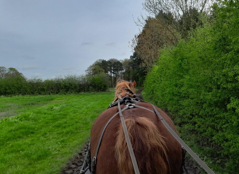 Picture 6 for Activity York: Horse Drawn Carriage ride & Cream Tea