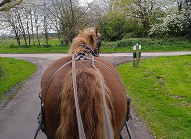 York: Fahrt mit der Pferdekutsche und Cream Tea