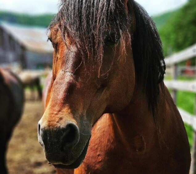 Picture 3 for Activity La Vallée: A charming introduction to horseback riding