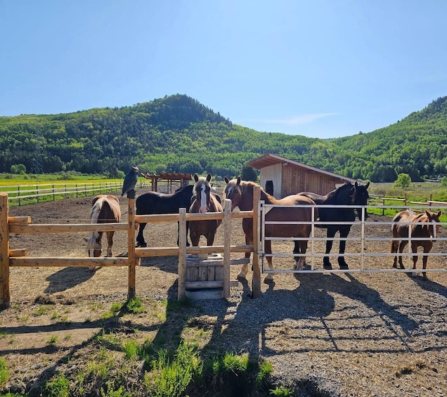 Picture 1 for Activity La Vallée: A charming introduction to horseback riding