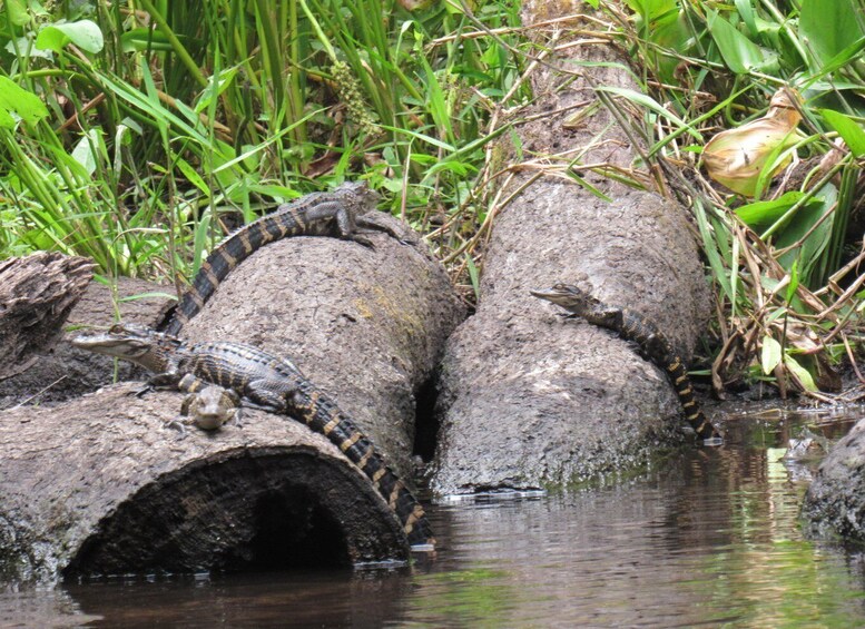 Picture 4 for Activity Blackwater Creek: Exclusive Nature Escape Kayak Adventure