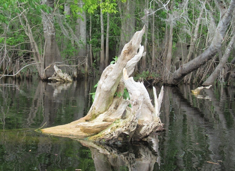 Picture 9 for Activity Orlando Kayak Tour: Blackwater Creek Scenic River with Lunch