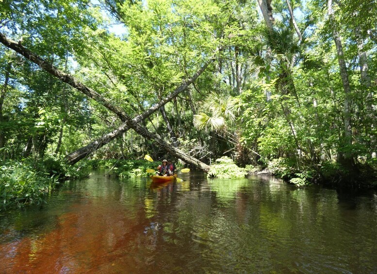 Picture 18 for Activity Blackwater Creek: Exclusive Nature Escape Kayak Adventure