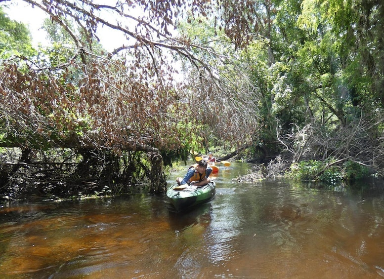 Picture 9 for Activity Blackwater Creek: Exclusive Nature Escape Kayak Adventure