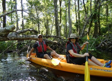 Blackwater Creek: Exklusives Naturflucht-Kajak-Abenteuer