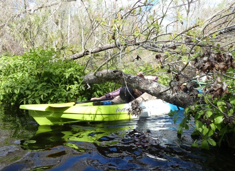 Picture 3 for Activity Orlando Kayak Tour: Blackwater Creek Scenic River with Lunch