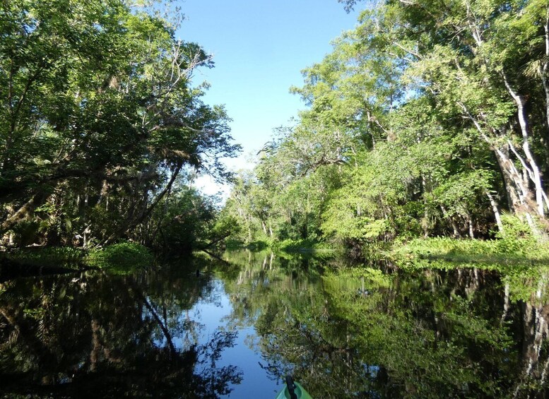 Picture 17 for Activity Blackwater Creek: Exclusive Nature Escape Kayak Adventure