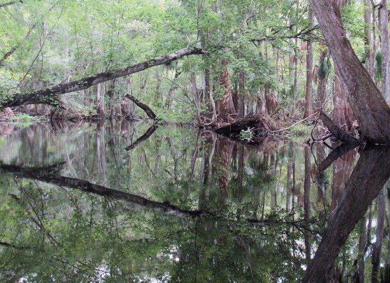 Picture 7 for Activity Orlando Kayak Tour: Blackwater Creek Scenic River with Lunch