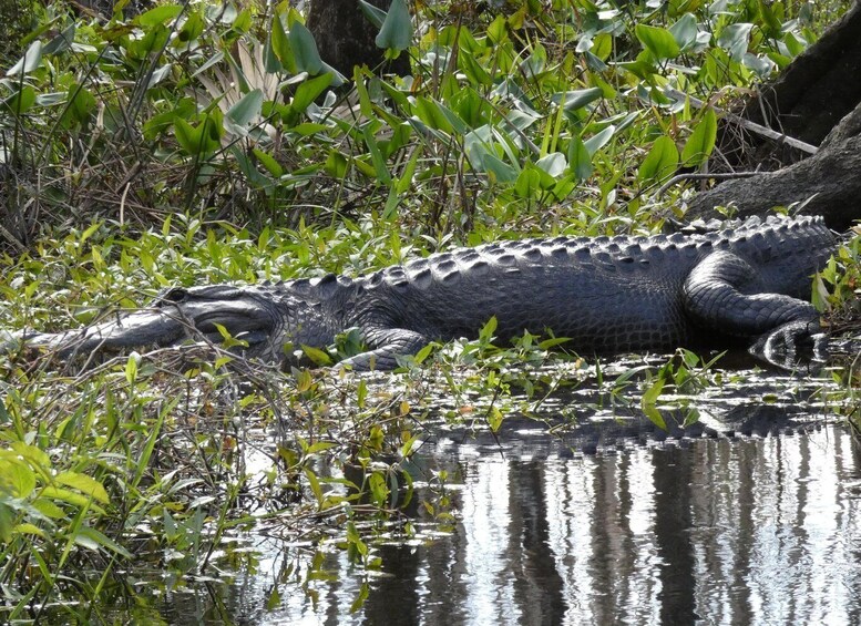 Picture 13 for Activity Blackwater Creek: Exclusive Nature Escape Kayak Adventure