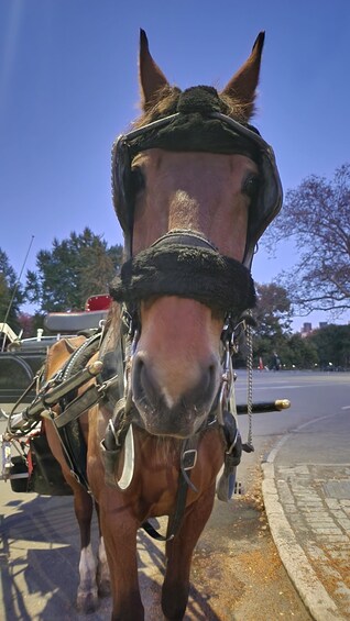 Picture 8 for Activity Official Exclusive VIP Horse Carriage Ride in Central Park