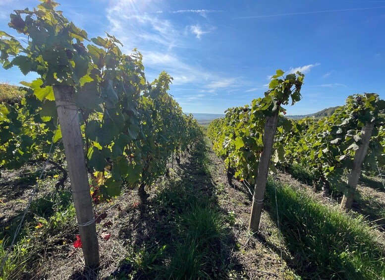 Picture 3 for Activity From Reims/Epernay: Champagne half-day tour (small group)