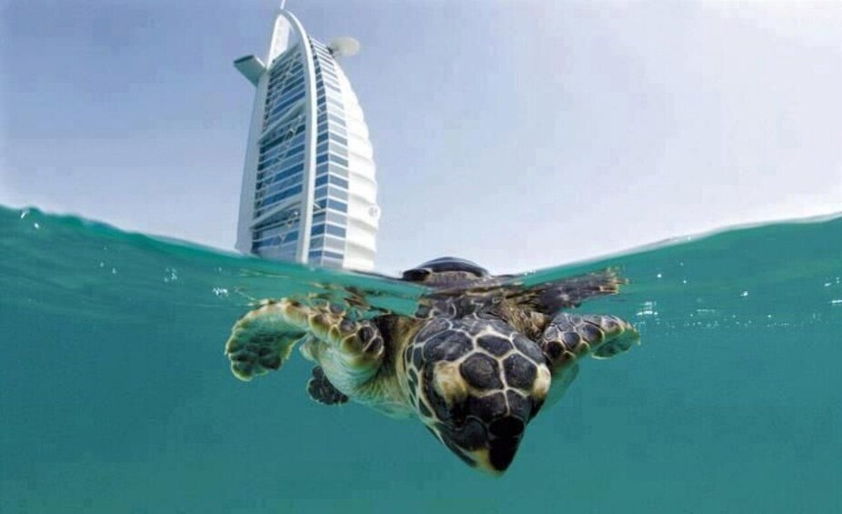 Picture 1 for Activity Dubai: Reef of Burj Al Arab Scuba Diving Experience