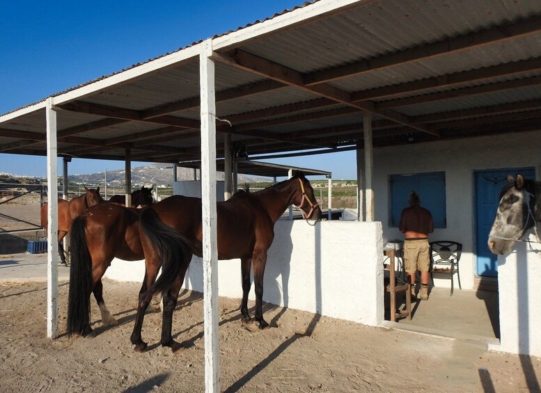 Picture 7 for Activity Akrotiri: Guided Horseback Riding Day Trip to a Beach